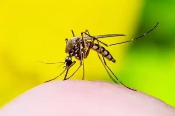 科学家成功利用蚊子为人类接种疫苗，成功率接近90%