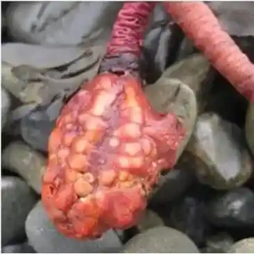 植物界新奇生物：脑形外貌躺平吞食大脑