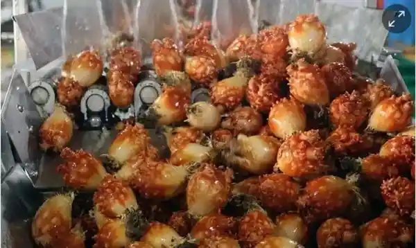 植物界新奇生物：脑形外貌躺平吞食大脑