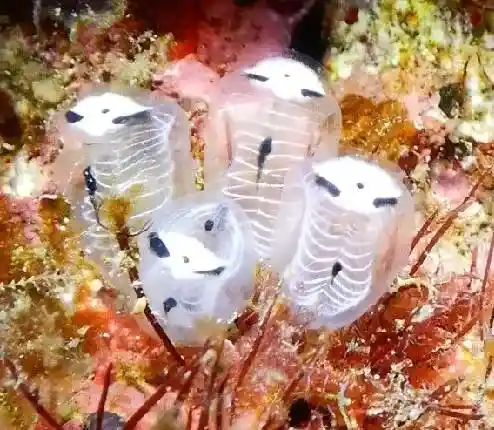 植物界新奇生物：脑形外貌躺平吞食大脑