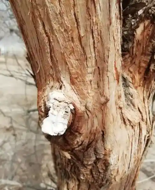 神秘塔克拉玛干沙漠现神奇9米巨型胡杨！探秘其强大之谜