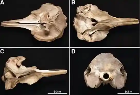 科学家首次解剖最罕见搁浅鲸鱼，揭秘神秘生物内部结构