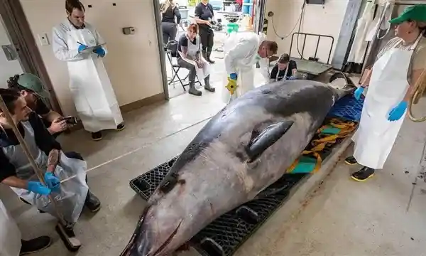 科学家首次解剖最罕见搁浅鲸鱼，揭秘神秘生物内部结构