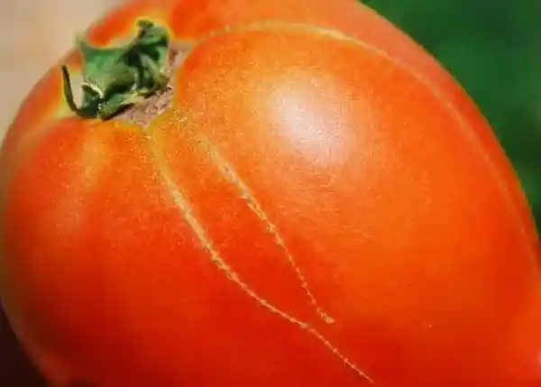 神秘揭秘：番茄中间隐藏的拉链，难道比完美果实更美味？