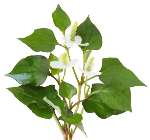 探秘神秘蔬菜：荸荠、蕺菜、藠头，你吃过几种？