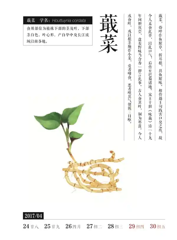 探秘神秘蔬菜：荸荠、蕺菜、藠头，你吃过几种？