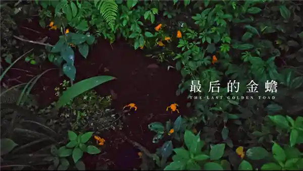 高通骁龙携手中国国家地理，探寻自然之美：移动影像技术助力山海灵动保护