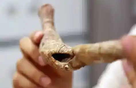 恐龙也弱肉强食？揭秘恐龙罕见疾病，探索史前生物健康之谜