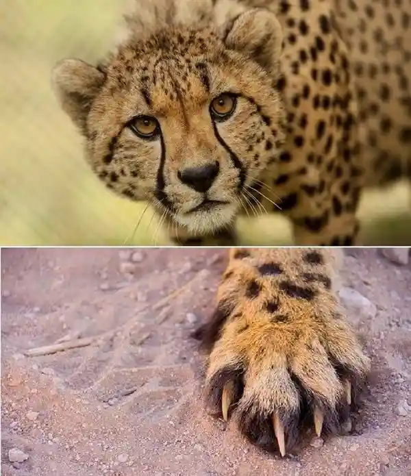 猫爪VS狗爪：探秘它们的区别和奥秘