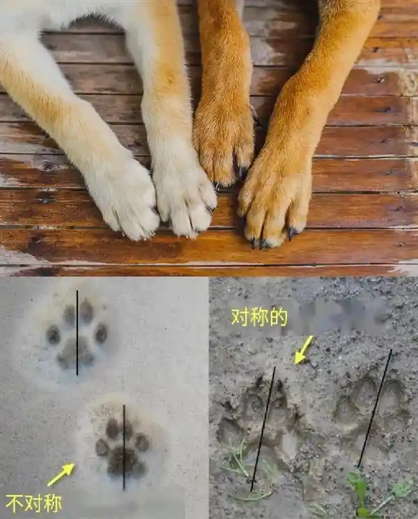 猫爪VS狗爪：探秘它们的区别和奥秘