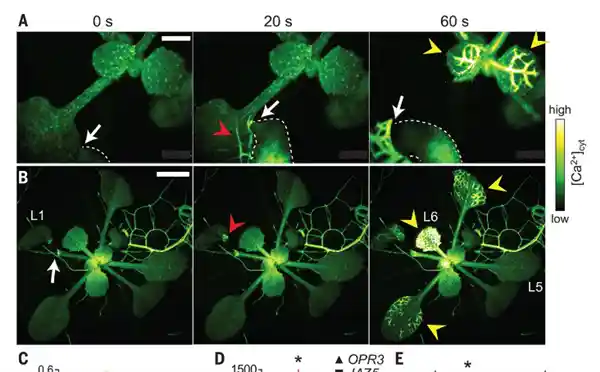 植物受伤也会惨叫？科学揭秘：植物的高音尖叫背后真相！