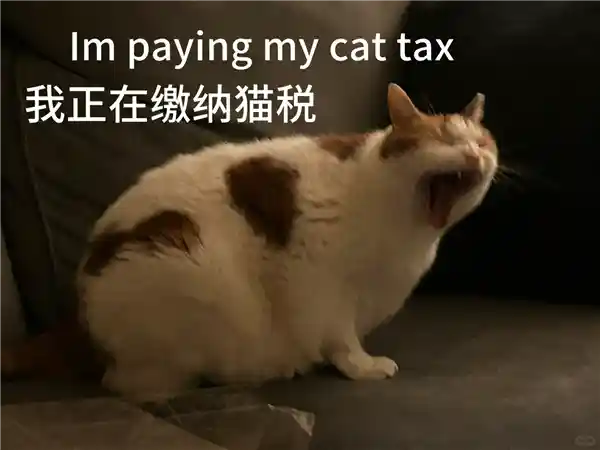 美国网友涌入小红书，掀起猫税话题热潮，3000篇话题笔记火爆上线