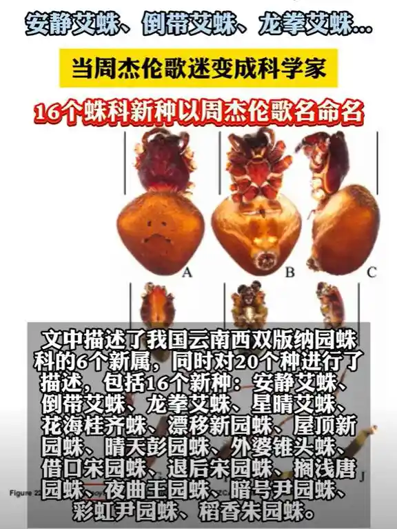 周杰伦歌曲启发80后科学家：创造16个新蜘蛛种类